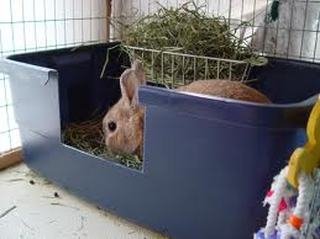 Rabbit litter tray